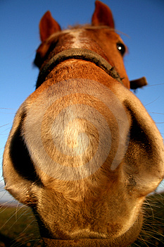 funny-horse-thumb4291324.jpg