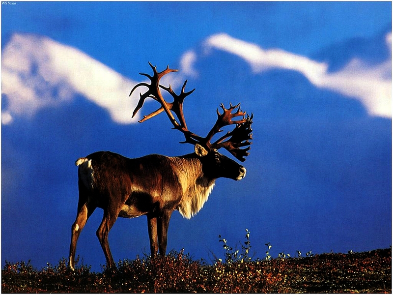 caribou.jpg